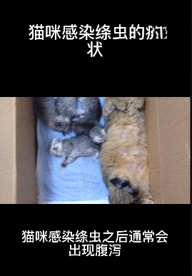 猫咪感染绦虫的症状