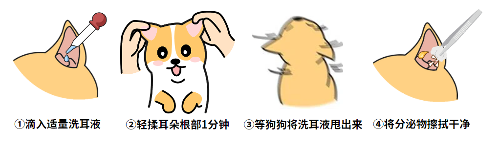 狗狗耳朵發臭