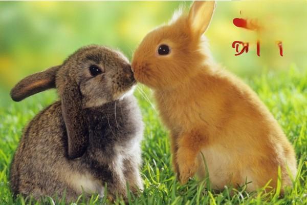 兔子尿钙对健康有危害吗？