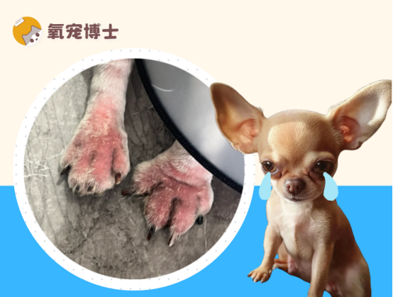 狗狗脚趾发炎红肿用什么药？手把手教你选！