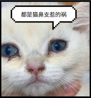 警惕！貓鼻支七大征兆，早發現早治療！