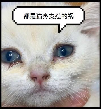 警惕！猫鼻支七大征兆，早发现早治疗！