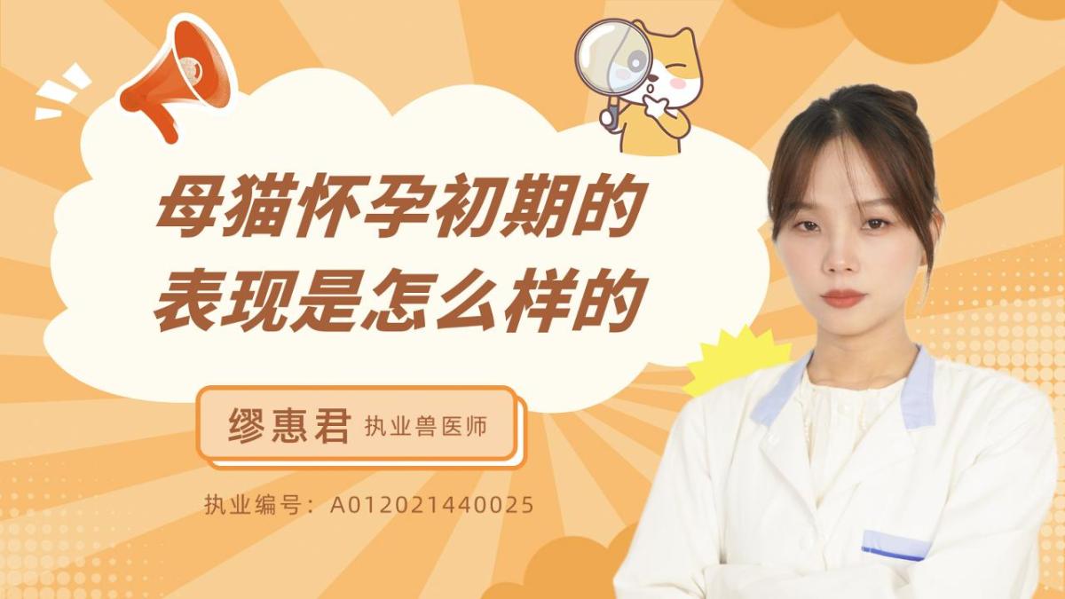母猫怀孕初期的表现是怎么样的？