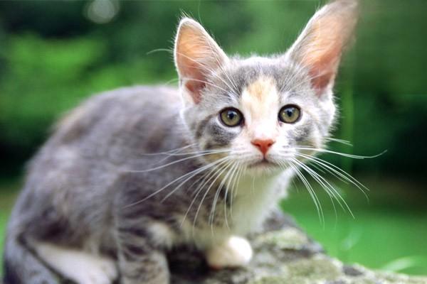猫为什么疯狂喜欢猫薄荷