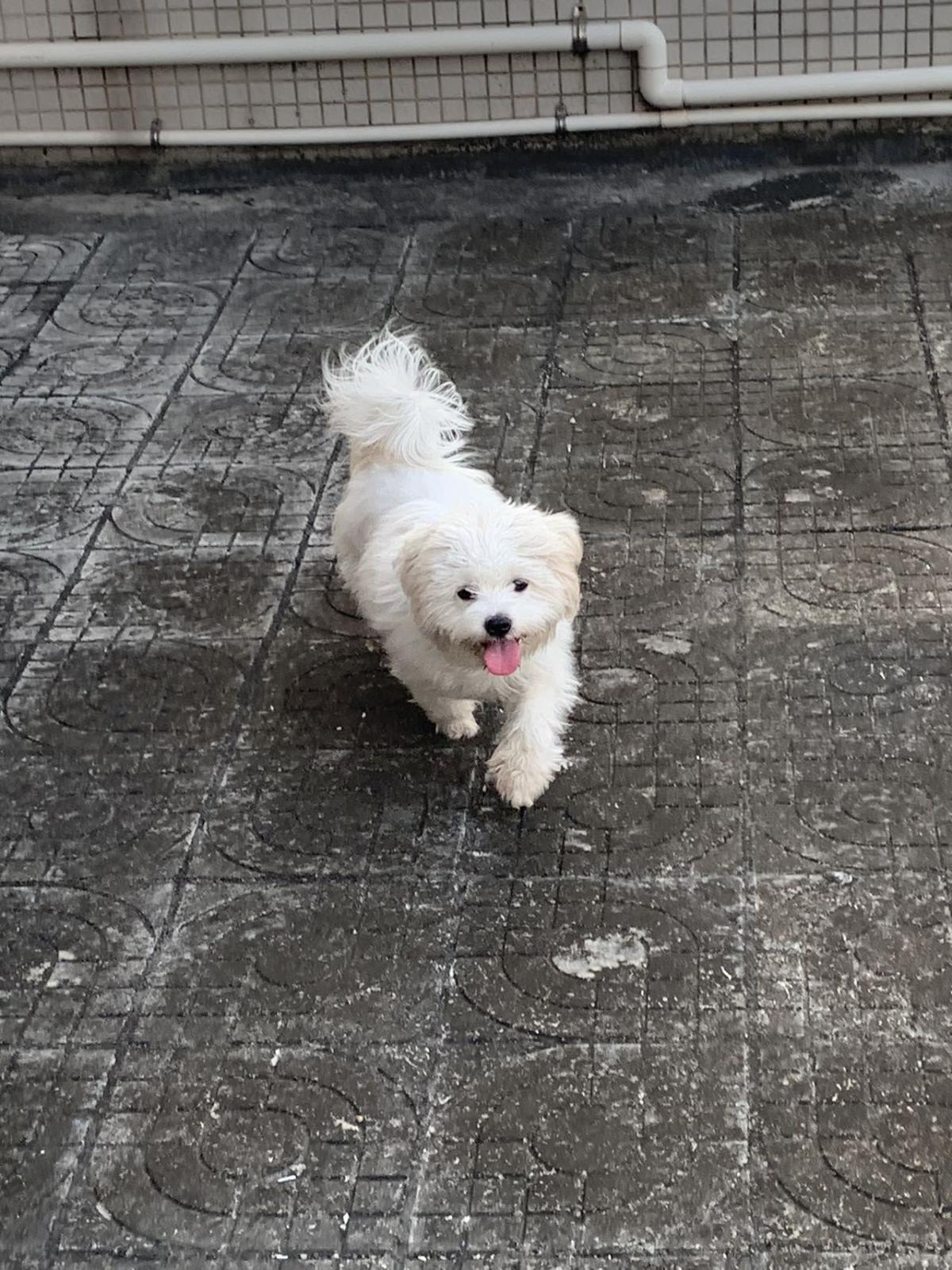 可爱小狗狗的日常