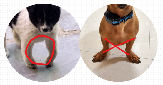 狗狗缺钙的症状