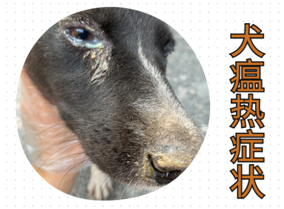 狗狗流眼淚有眼屎怎麼治療？