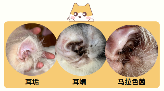 猫咪耳朵里有很多黑色分泌物