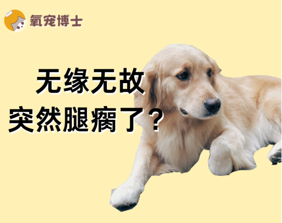 狗狗无缘无故腿瘸
