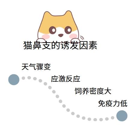 揭秘猫鼻支真相：为何爱宠频频中招？