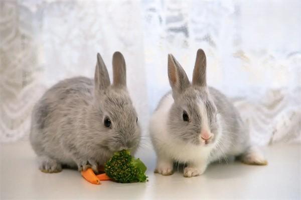 幼兔应该吃什么？