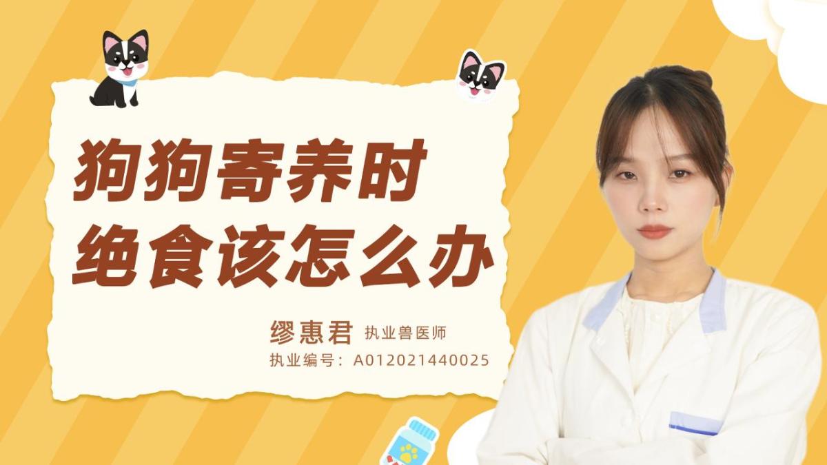 狗狗寄養時絕食該怎麼辦？