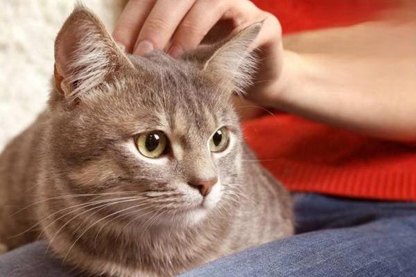 猫自发性膀胱炎，猫咪膀胱炎的治疗方法