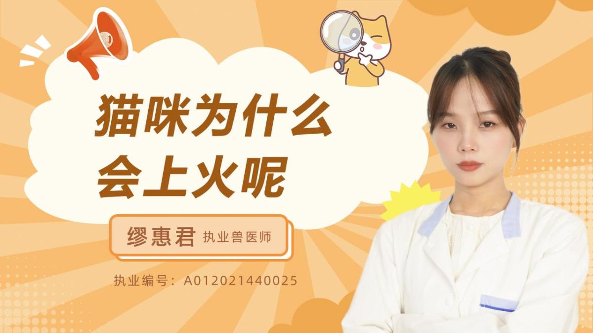 猫咪为什么会上火呢？