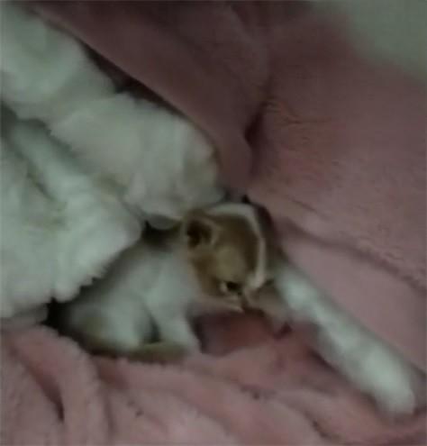 猫咪肠胃炎症状