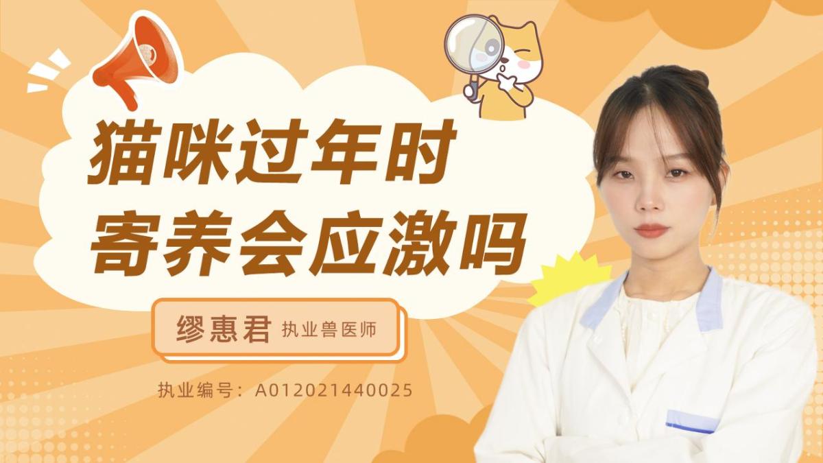 猫咪过年时寄养会应激吗？