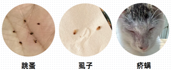 小貓掉毛嚴重怎麼回事？