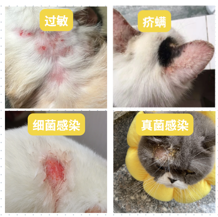 猫咪皮肤病