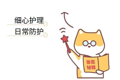 猫鼻支并非绝症，及时治疗是重点！