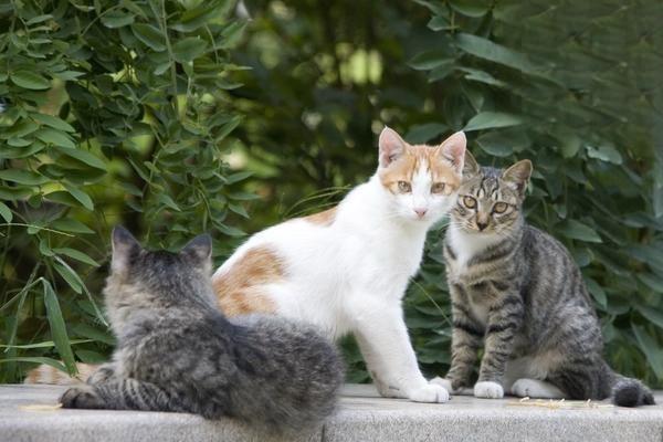 猫癣怎么治疗猫癣猫皮肤病，猫为什么会得猫癣怎么预防