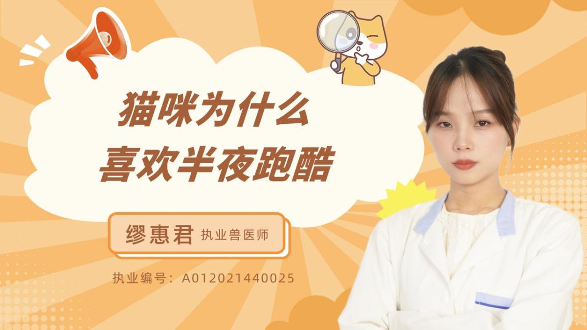 猫咪为什么喜欢半夜跑酷？