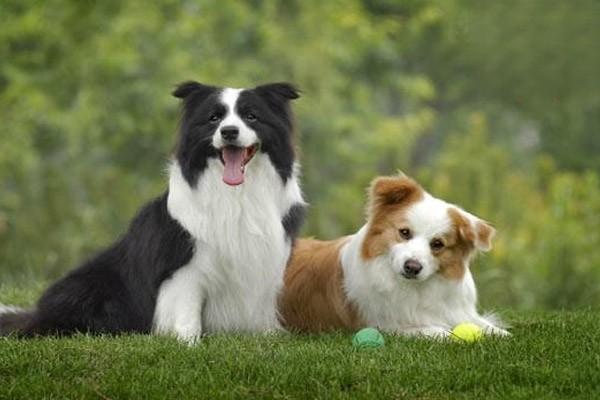 狗狗胰腺炎的类型及原因