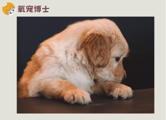 狗狗感冒了一直發(fā)抖？別大意！背后原因和急救方法全在這