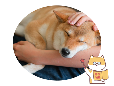 柴犬掉毛太疯狂？这些方法快码住！