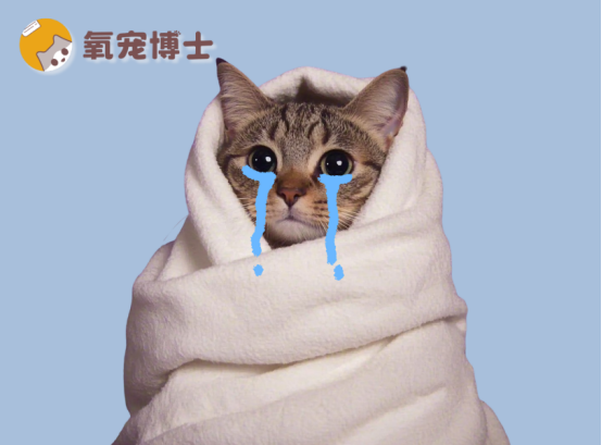 貓咪感冒≠人類感冒！6大關(guān)鍵癥狀教你精準(zhǔn)判斷