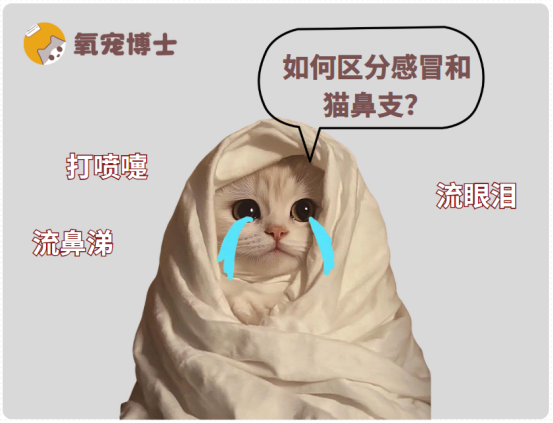 猫咪感冒了有哪些症状？早发现早治疗！