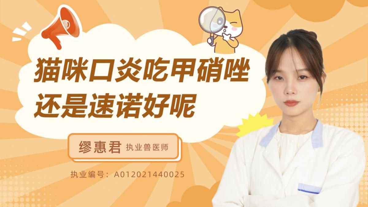 猫咪口炎吃甲硝唑还是速诺好呢？