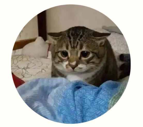 猫咪飞机耳