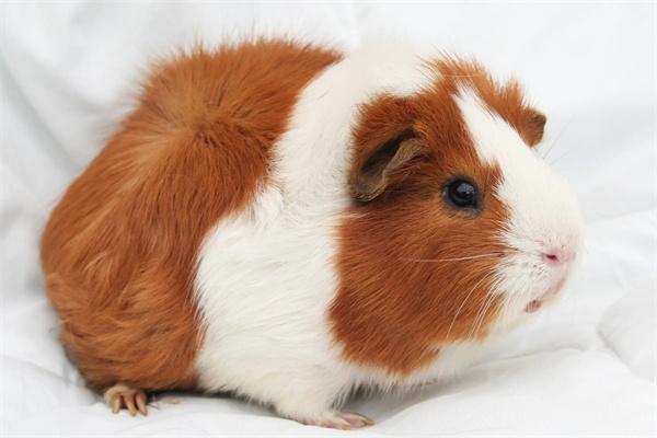 src=http___s2.best-wallpaper.net_wallpaper_2560x1600_2004_Cute-guinea-pig-pet-fluffy_2560x1600.jpg&refer=http___s2.best-wallpaper.jpg