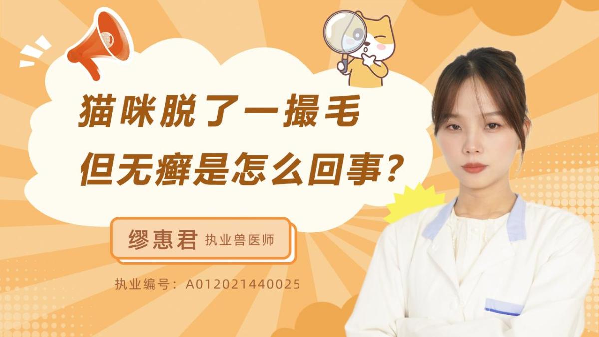 猫咪脱了一撮毛但无癣是怎么回事？