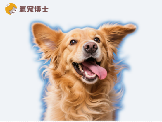 狗狗老是摇头甩耳朵是怎么回事？