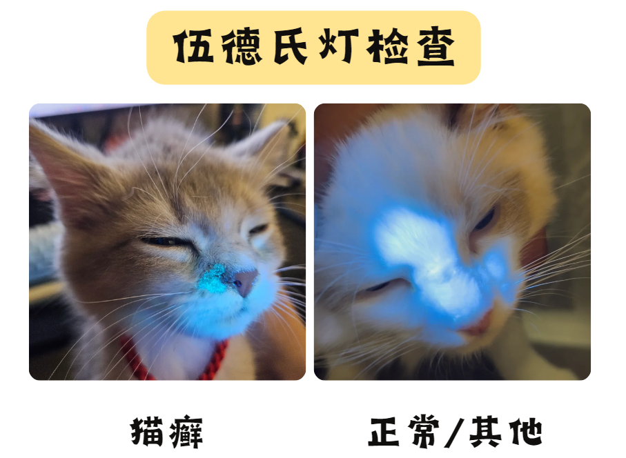 怎么分辨猫癣