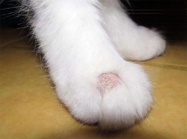 猫咪真菌感染导致皮肤瘙痒