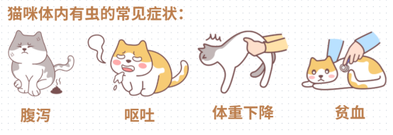 猫肚子里有虫的症状表现