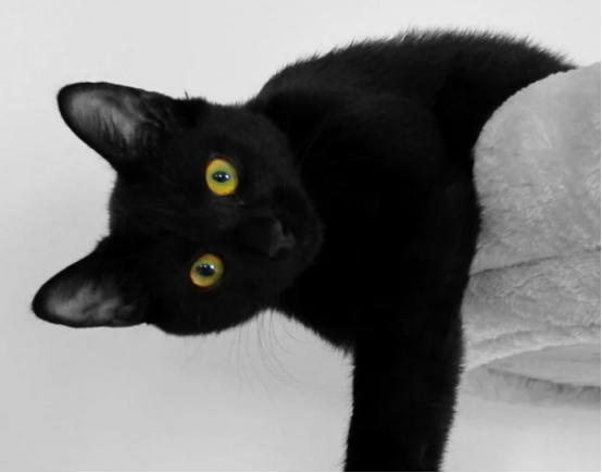 带猫咪搬家怎么避免应激