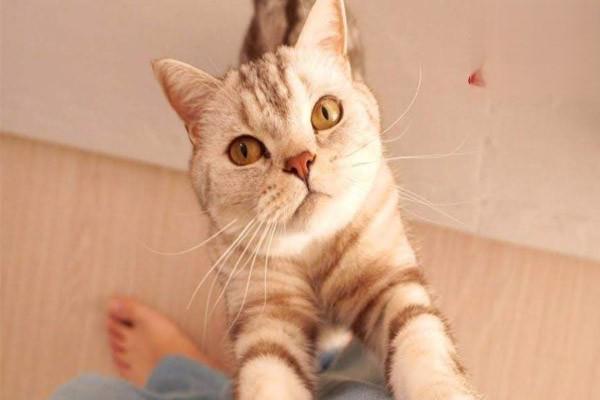 猫减肥方法 橘猫为什么容易胖