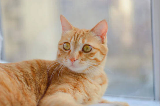 带猫咪搬家要注意什么？