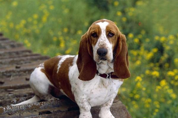 秋田犬的性格特點