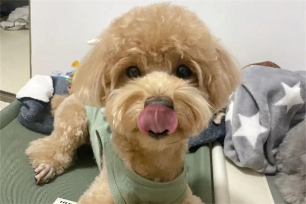 泰迪犬莫名其妙腿瘸了是为什么？