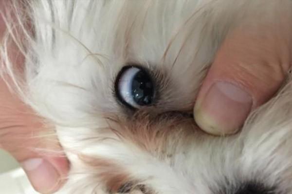 猫眼睛疾病，猫眼睛有白膜遮住眼球