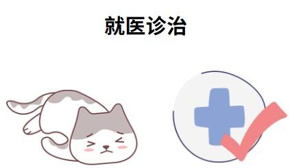 宠物医院治疗猫鼻支要多少钱？