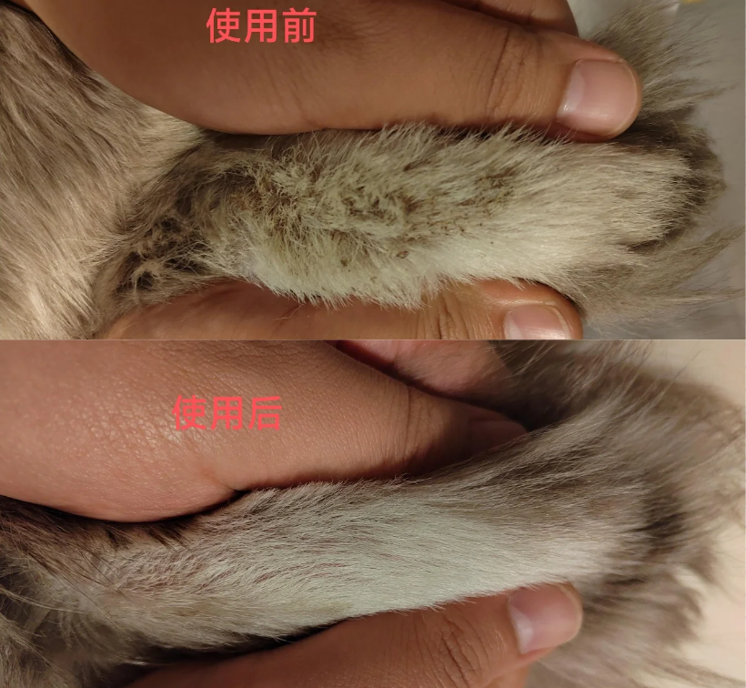 貓咪尾巴脫毛是什么皮膚病