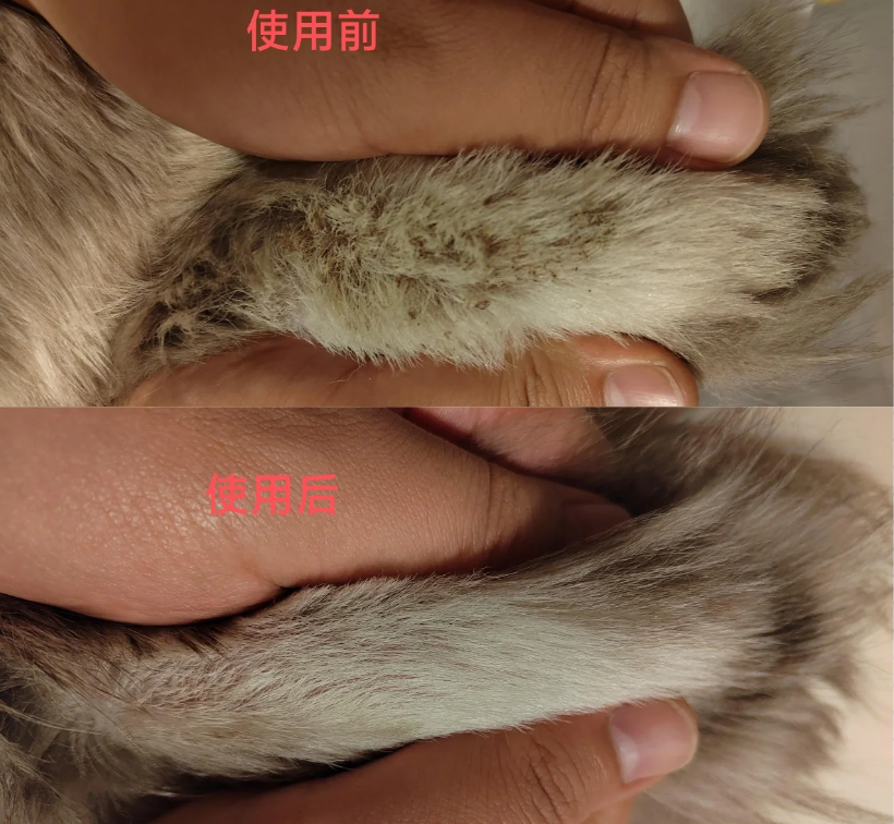 猫咪尾巴脱毛是什么皮肤病