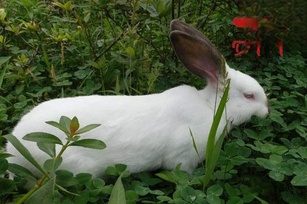 怎么判断母兔子发情的症状？