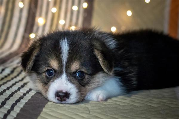 邊境牧羊犬飼養注意事項