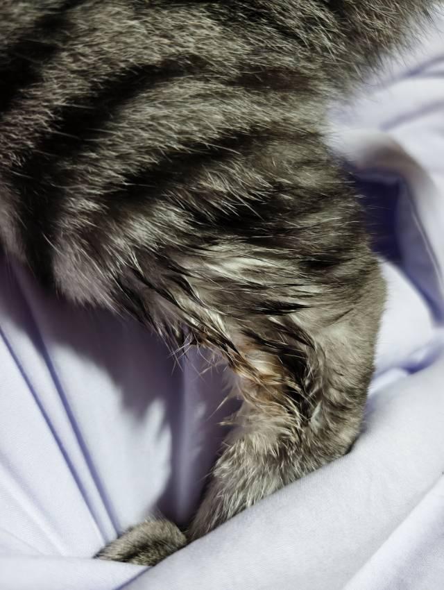 https://s.isdpp.com/images/uwV6D86X484DRzQI